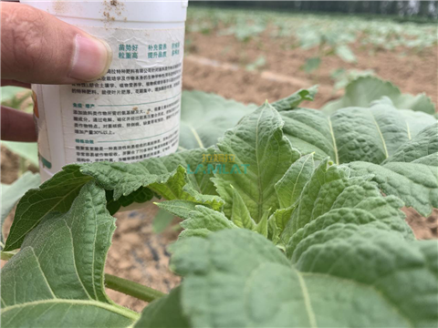 水溶肥，翠姆，拉姆拉